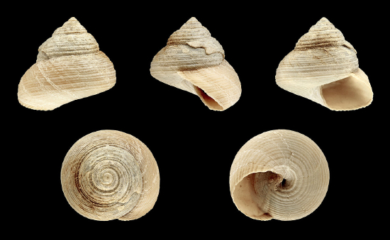  Margarites pupillus (Margarita Snail, Pearl Snail)